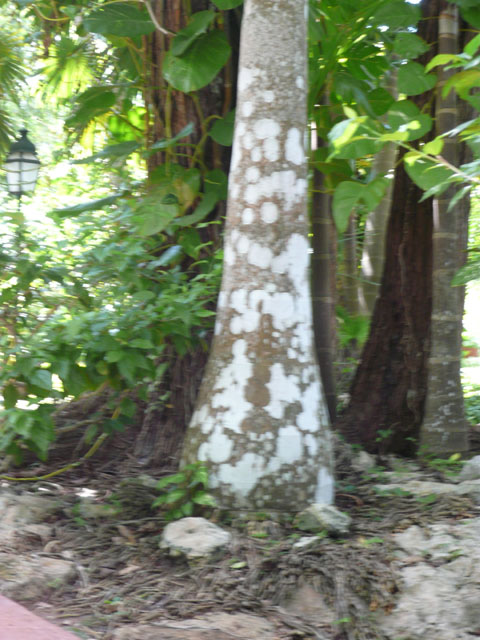 P1010984