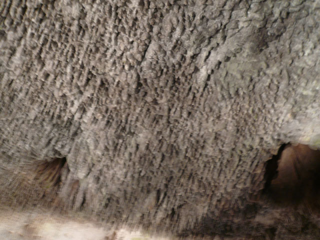 P1020009