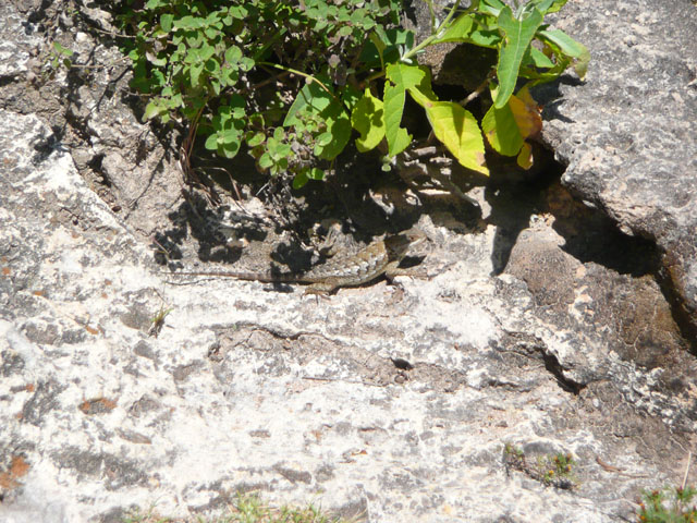 P1050143