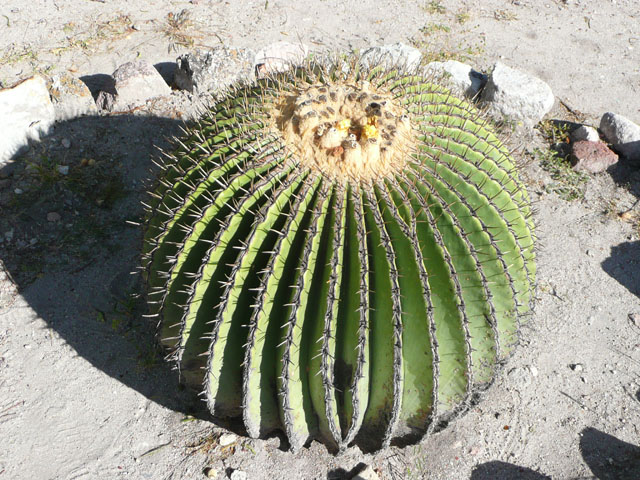 P1050164