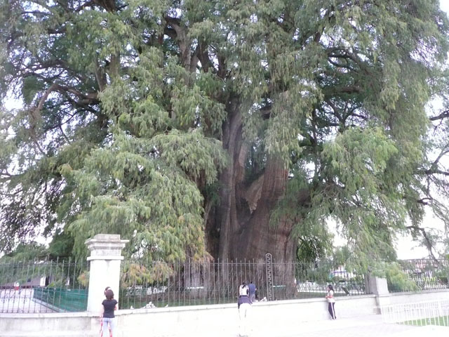 P1050196