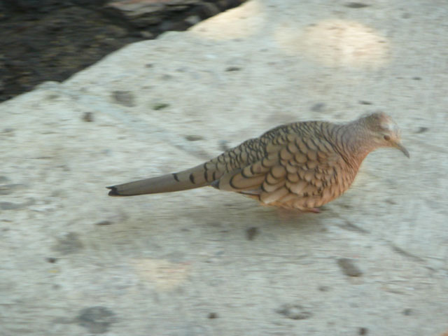 P1050222
